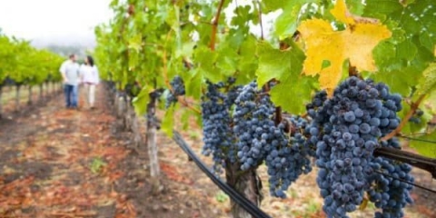 Grožđe tempranillo (tempranillo) - karakteristike i opis sorte, ukus vina